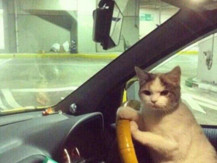 你想要的大电池DMi来了想不想坐姐的副驾，说话，姐已经从泪水打湿小电驴变成想去哪