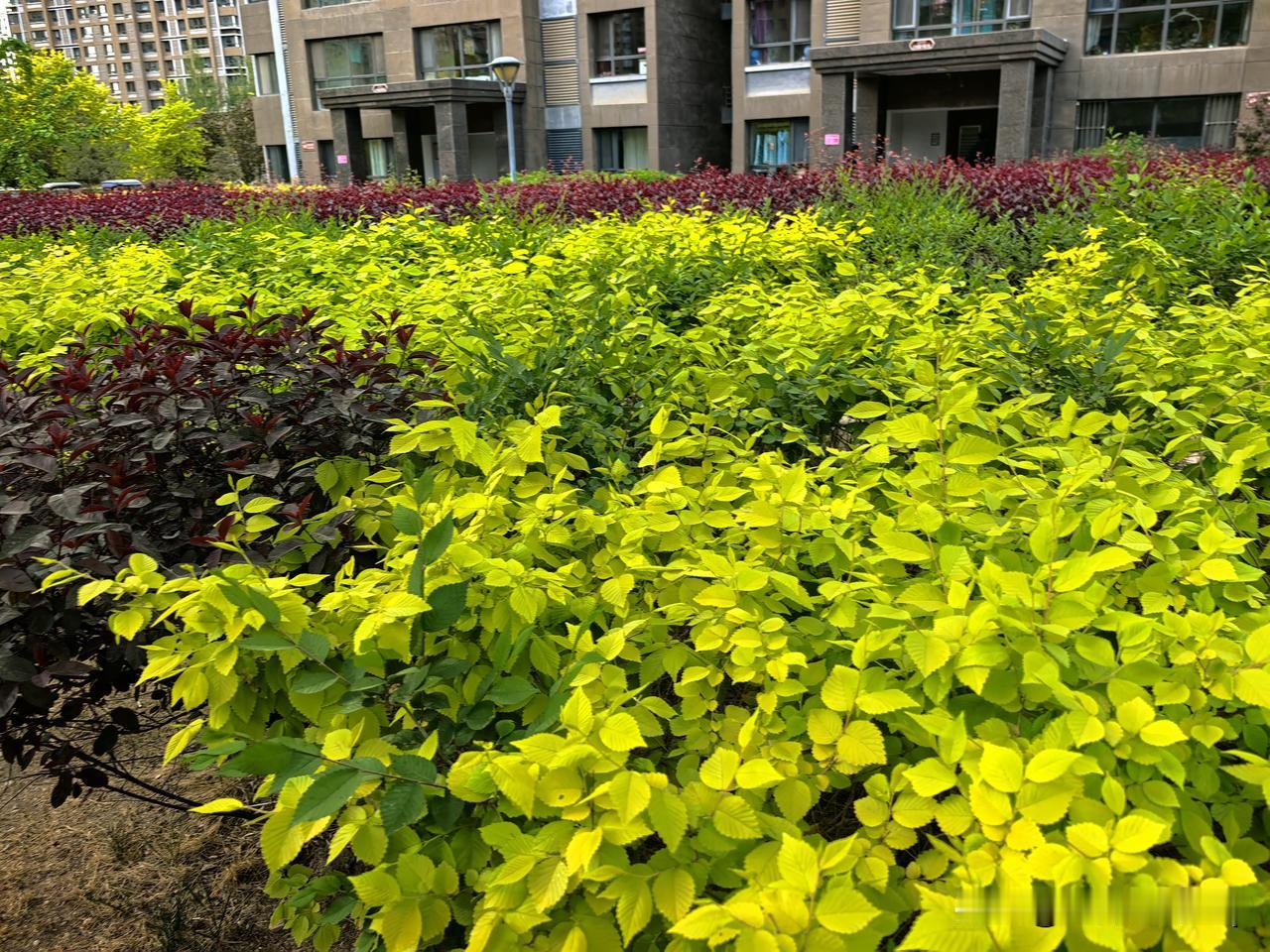 小区绿意浓，相伴踏春归。