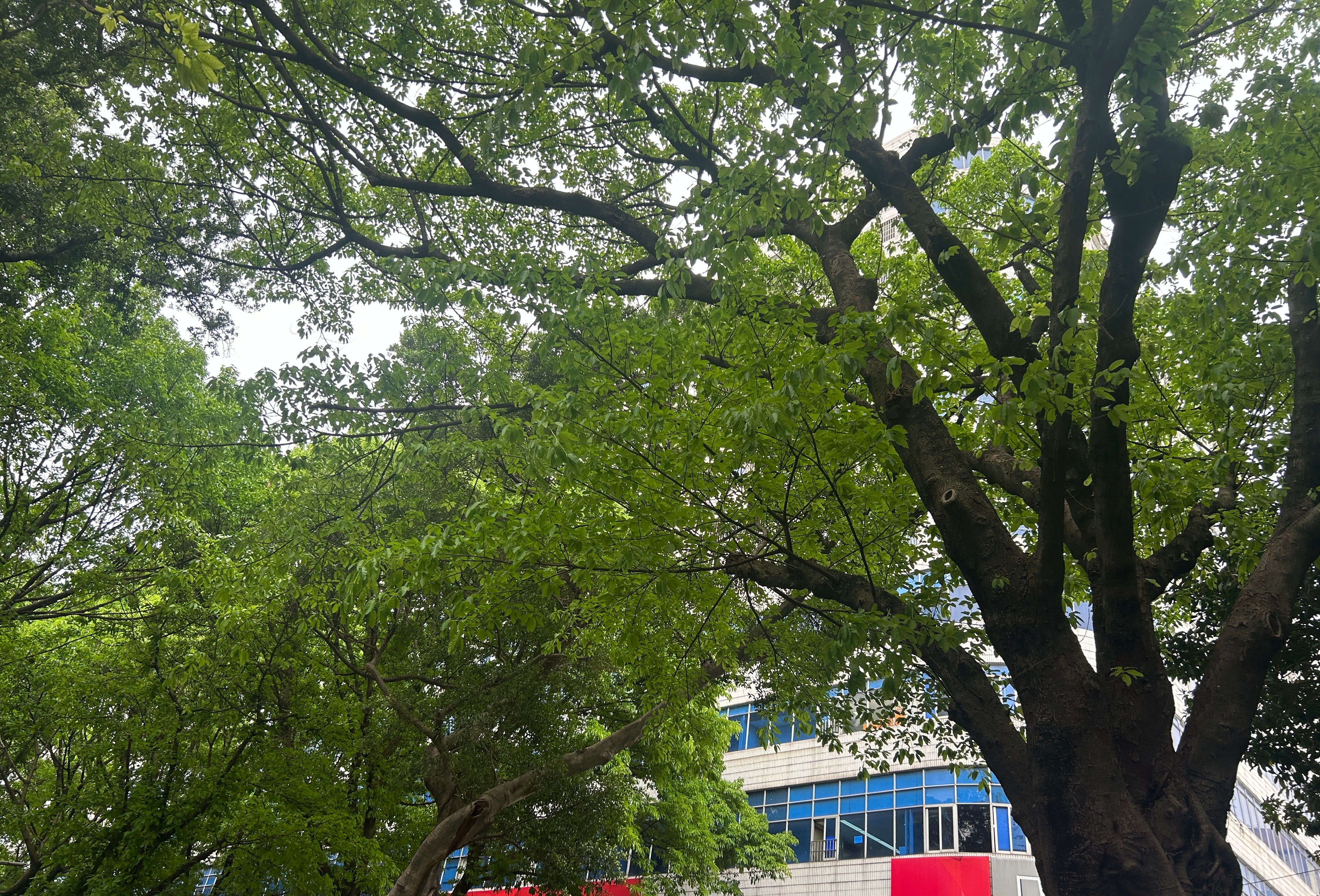 春天和夏天已重迭 