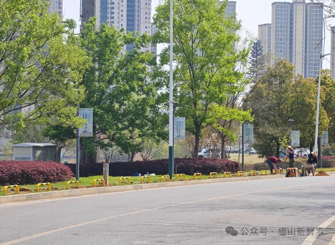 江夏庙山东路环湖绿道，不少车辆违停开进绿化带，引发周边居民不满。昨日发现，庙山东