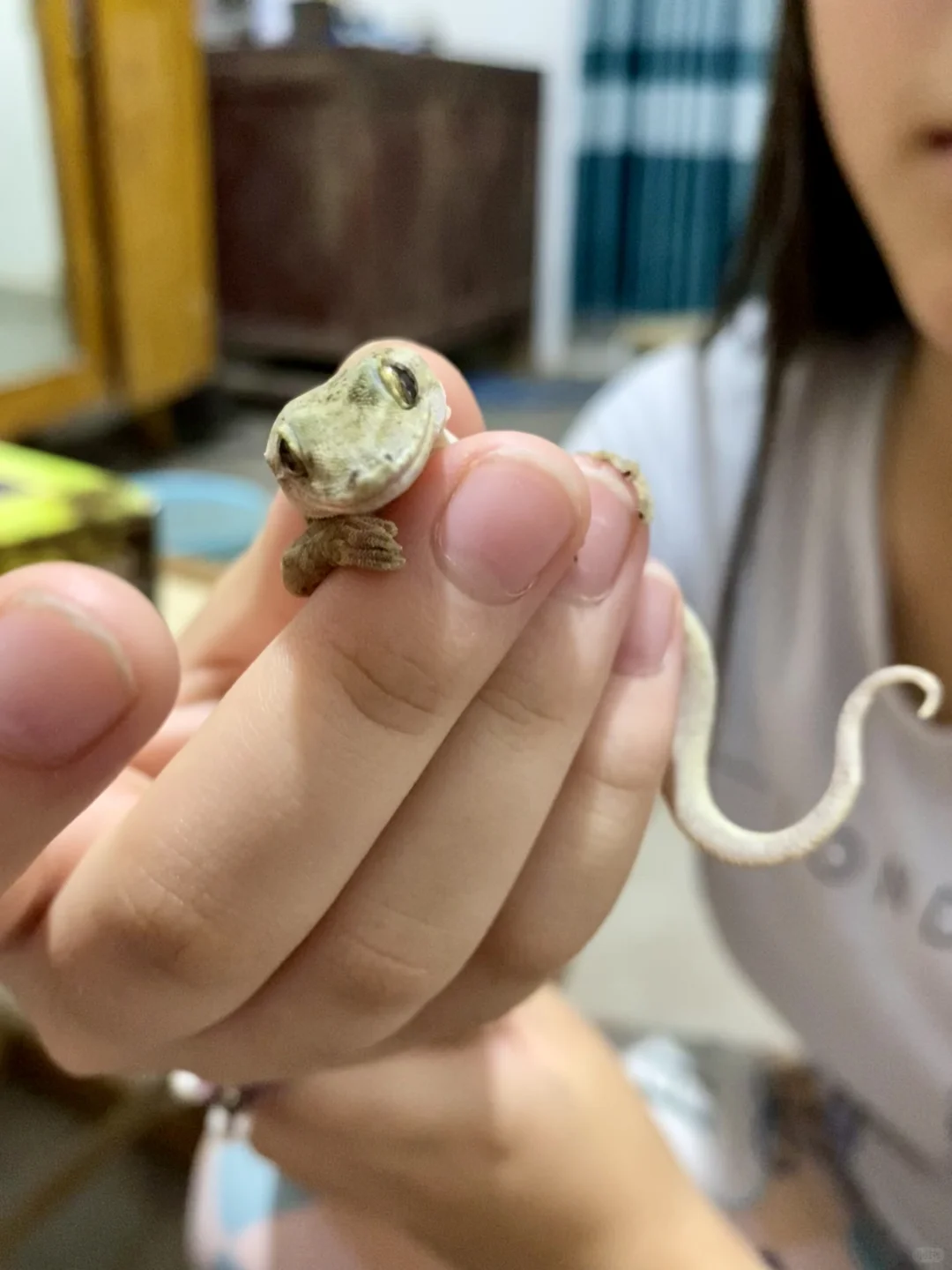 原来壁虎有微笑唇