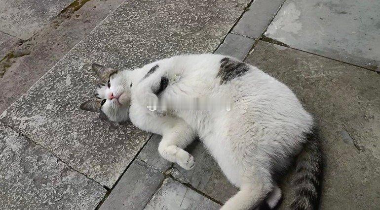 生活手记3名男孩虐猫致死家长发声小孩虐猫，那是多大年纪！家长要教育自己的孩子什么