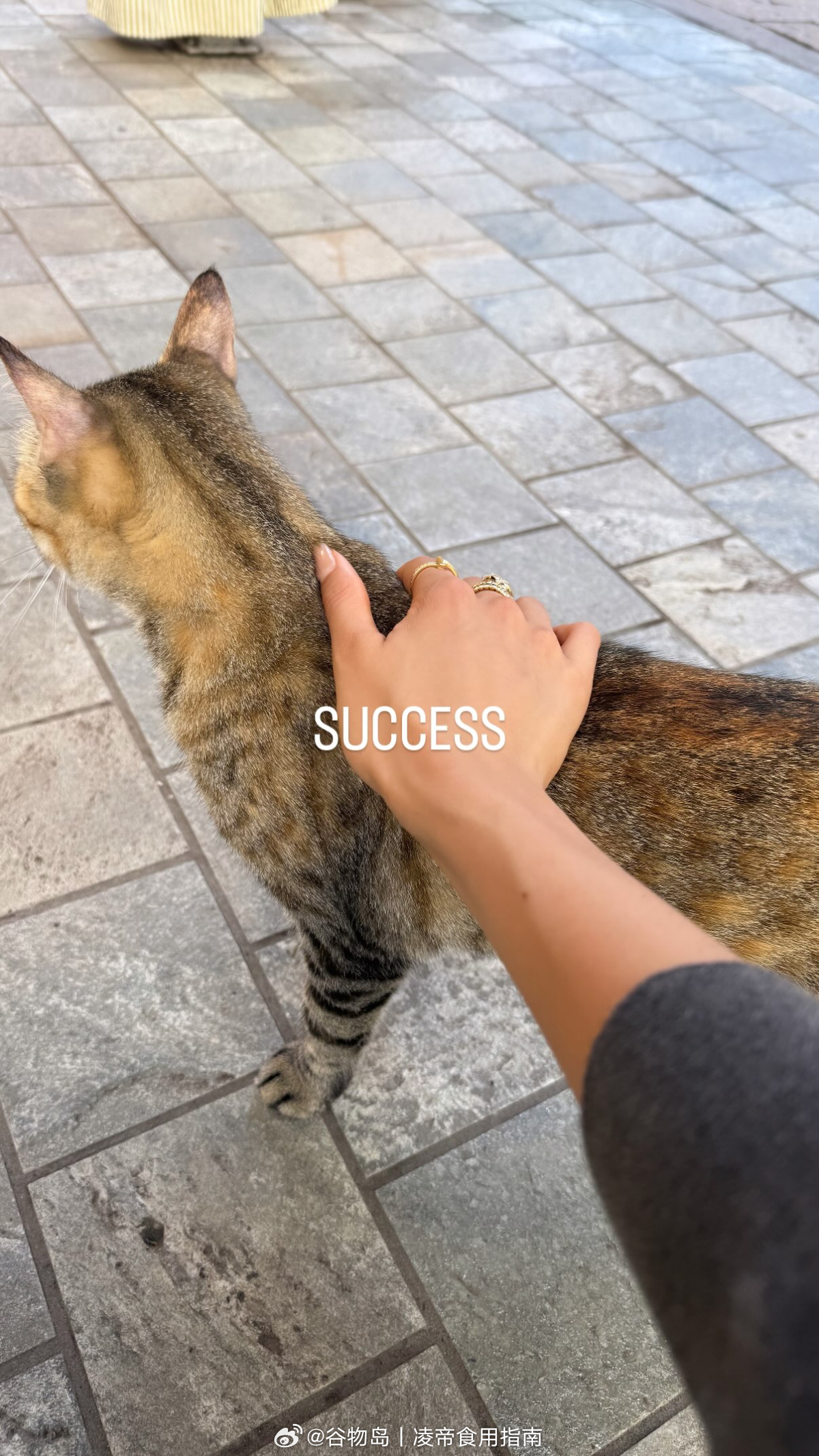 【ins 更新】“猫咪很高冷”    ⬇️“成功啦”谷子你又在外面撸猫了，Kik