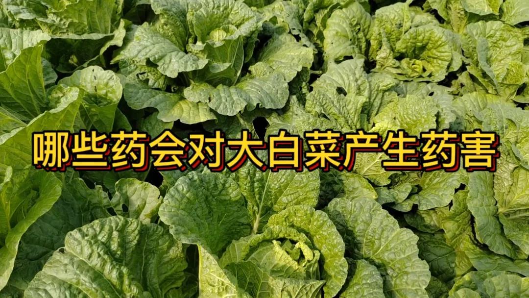 #哪些药会对大白菜产生药害#一些除草剂如百草枯，若使用不当，药剂漂移到大白菜上会