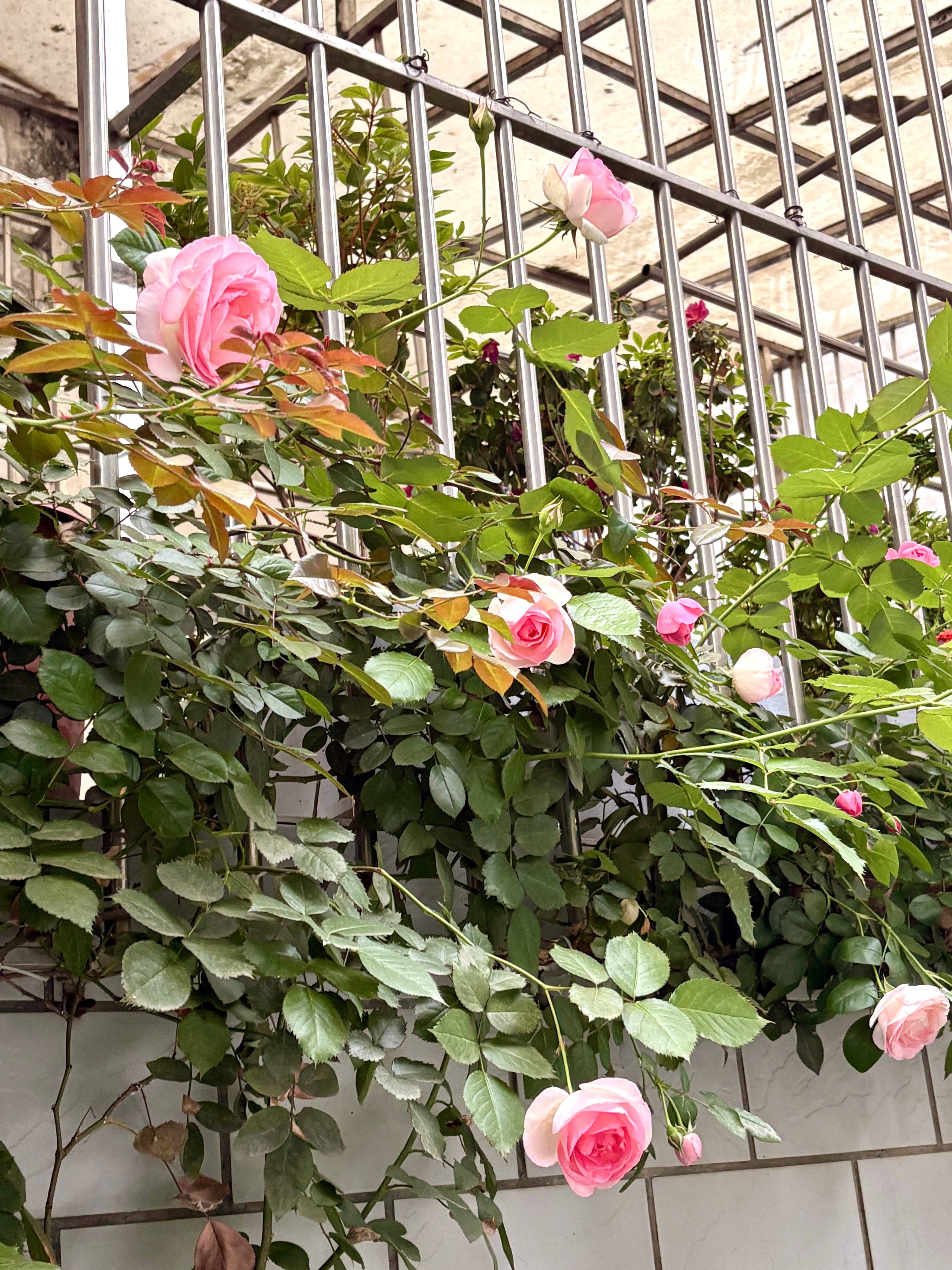 到了喜欢拍花的年纪了