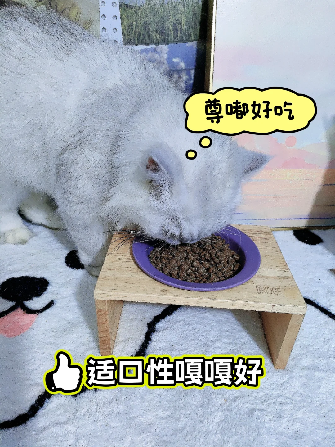 猫主子晋升“消化小能手”的秘密武器！