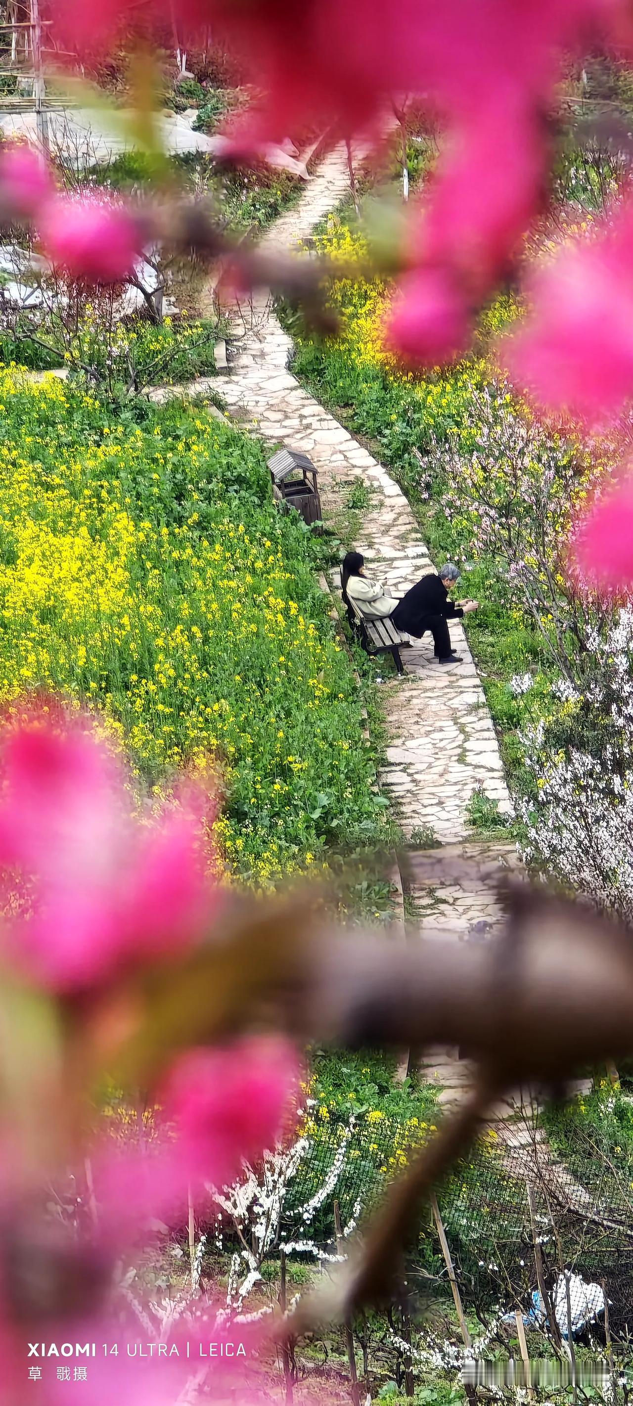 沙坪坝三河村春花正在盛开
昨天下午驱车前往沙坪坝区三河村，那里的各种春花正在肆意