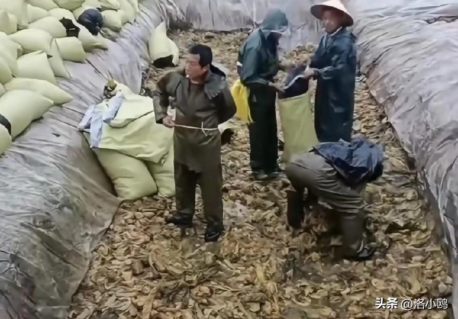 看了315在行动才知道，原来有这么多山寨版假货，隔夜饭都能笑出来。

农村土鸡蛋