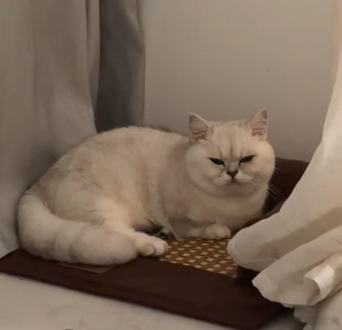 家人们你们觉得这只猫的体重应该是多少斤。 ​​​