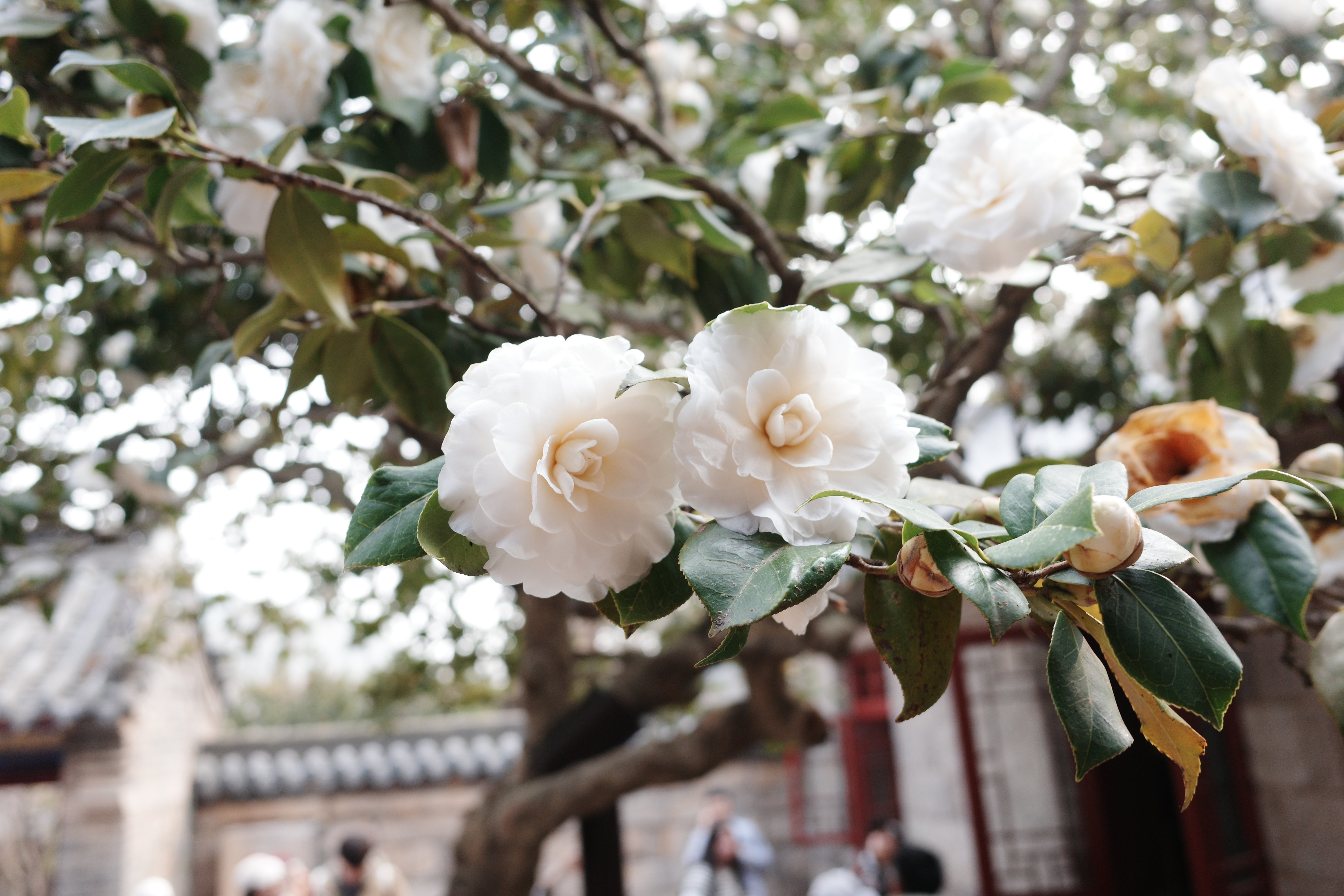 俺也觉得，一方面更出片，另一方面遇到紧急情况也好救援我今天去爬了崂山太清宫，白色