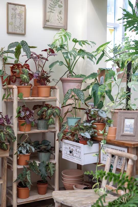 贵阳｜绿植店