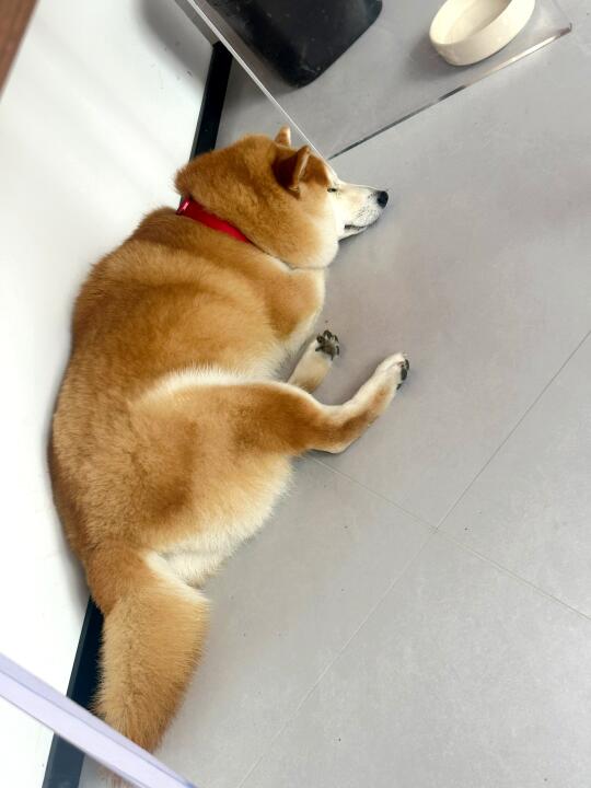 大尾巴狼睡着了