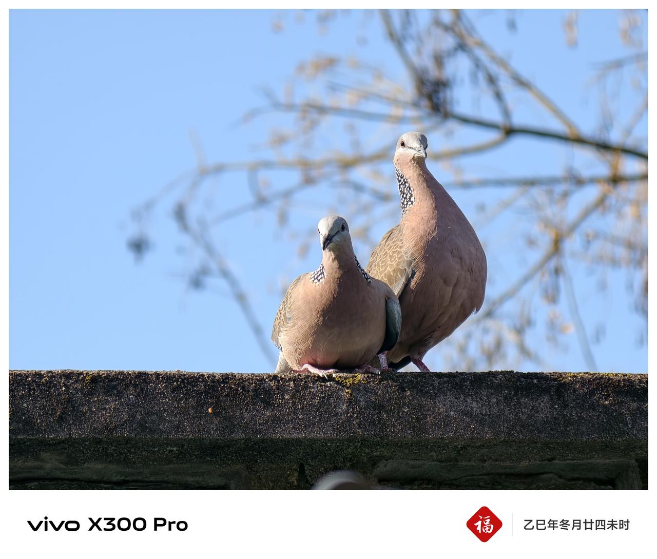 《冬日温情，卿卿我我》