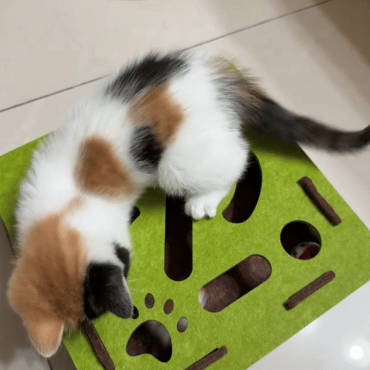 全世界都在忙 只有小猫咪在玩她的掏掏乐 