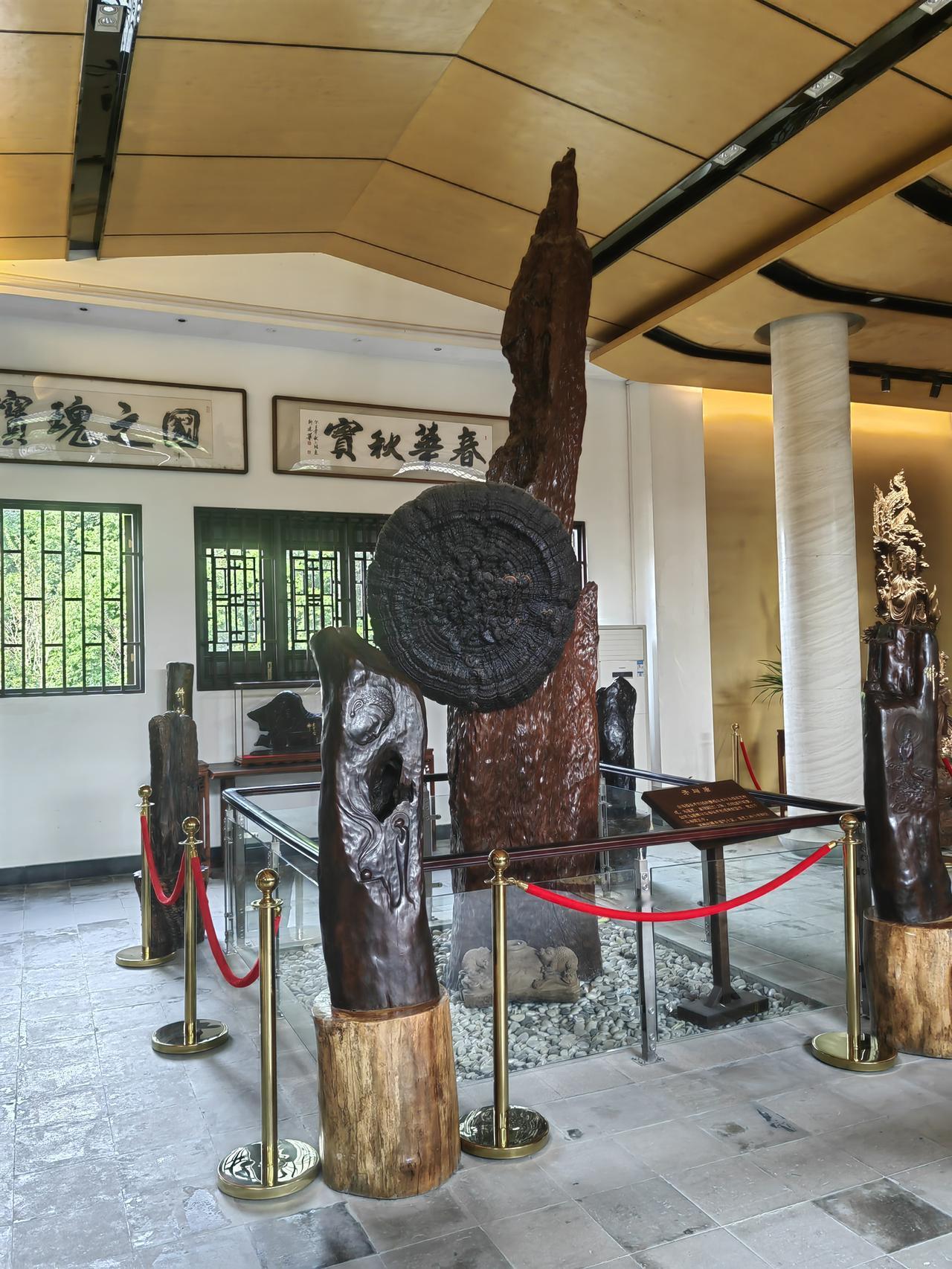 福州林阳寺乌木馆内，一棵乌木的形成历经了七千年岁月。令人称奇的是，这棵乌木上竟镶