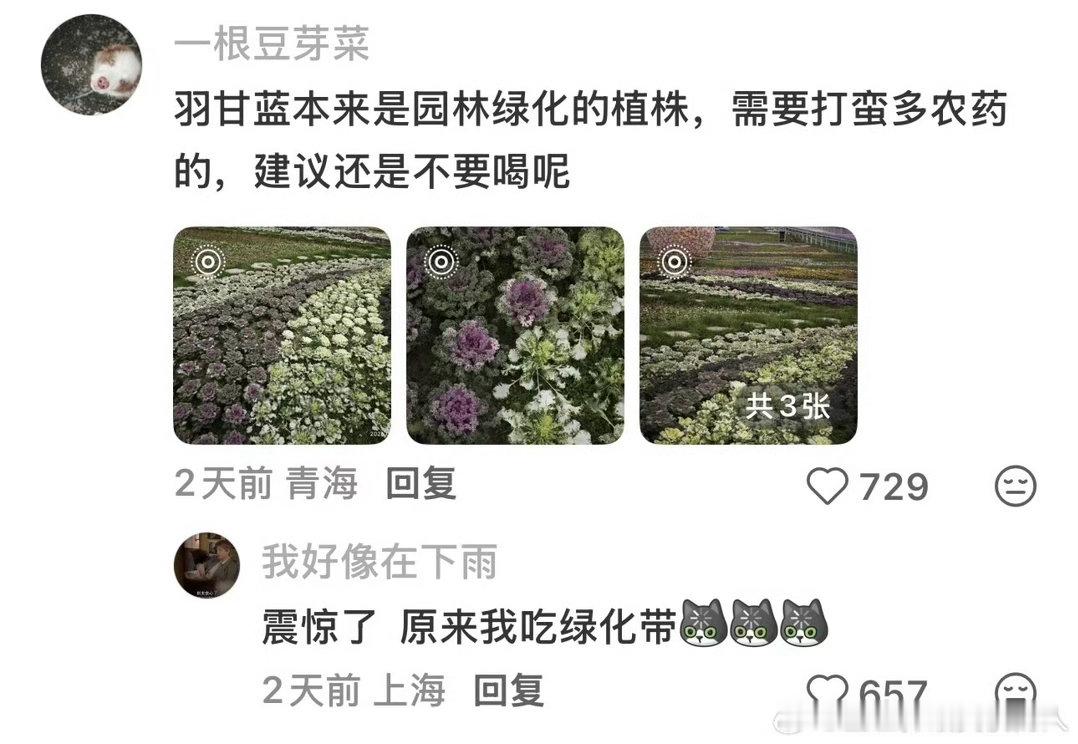 羽衣甘蓝 农药天塌了[融化][融化][融化]我晚上不吃饭的时候就会冲一杯喝。。。