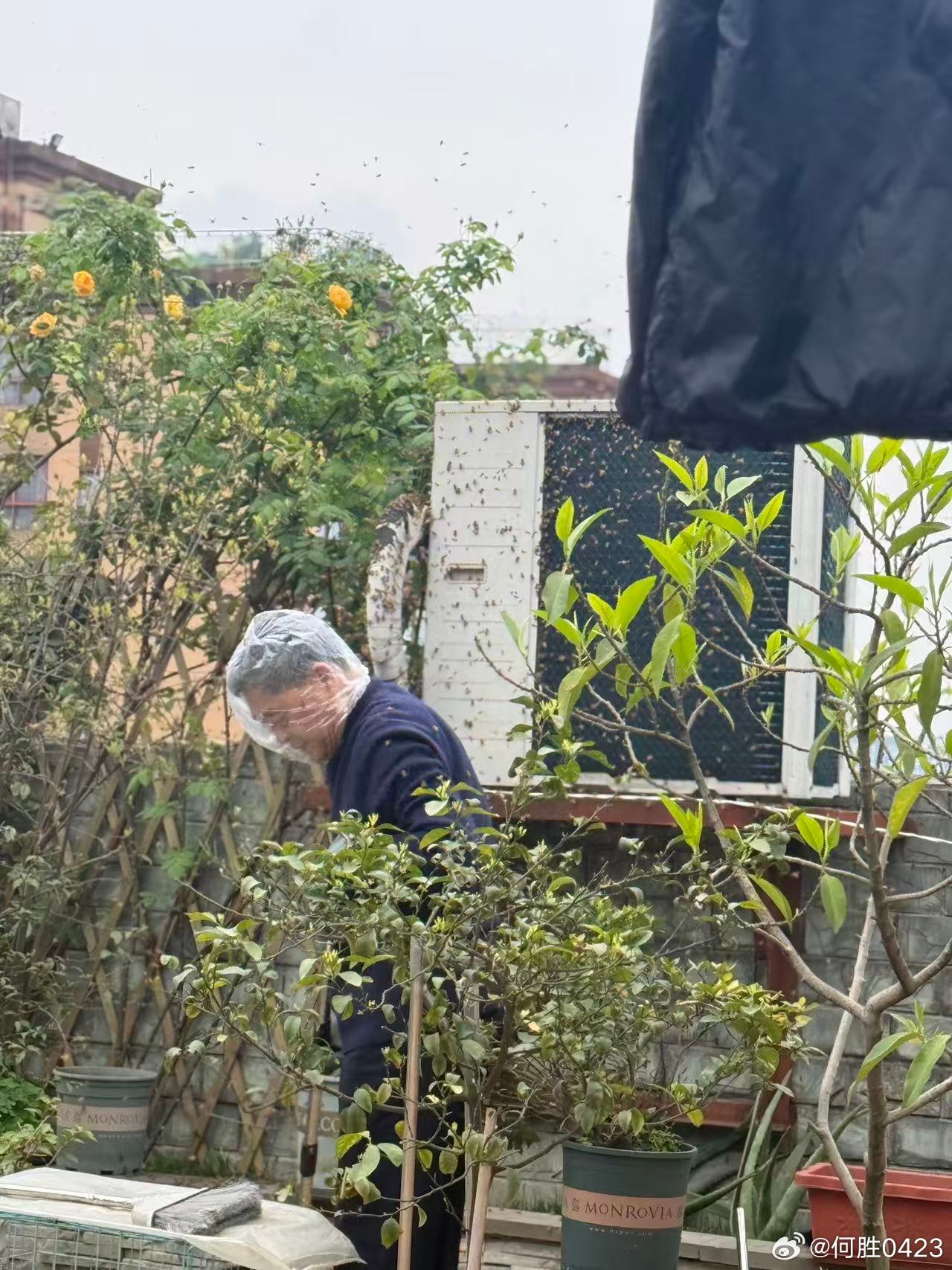 我家这生态也是好起来了，引来蜜蜂来筑巢了