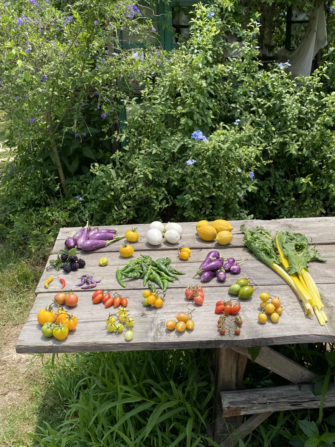 农场的春日彩色餐桌🍆🌶️🍅🍋🫜～