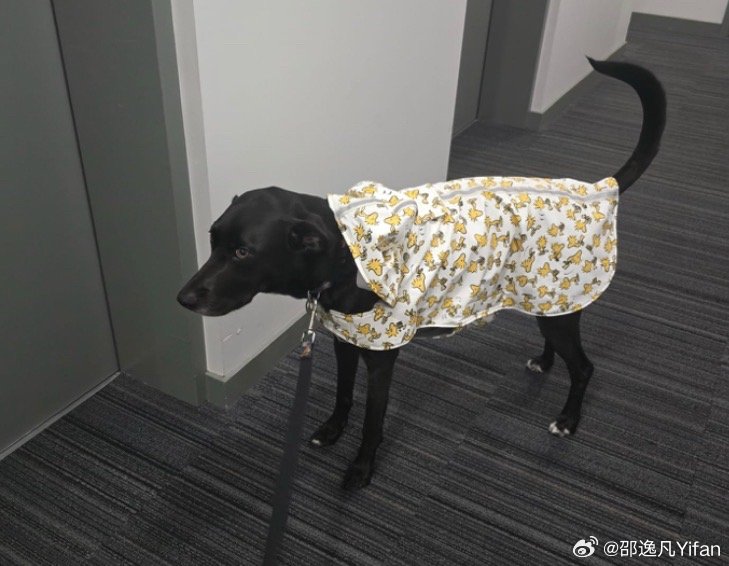 狗主人早上5.45发来消息，说她家狗因为下雨很不高兴，并且认为下雨都是她（狗主人