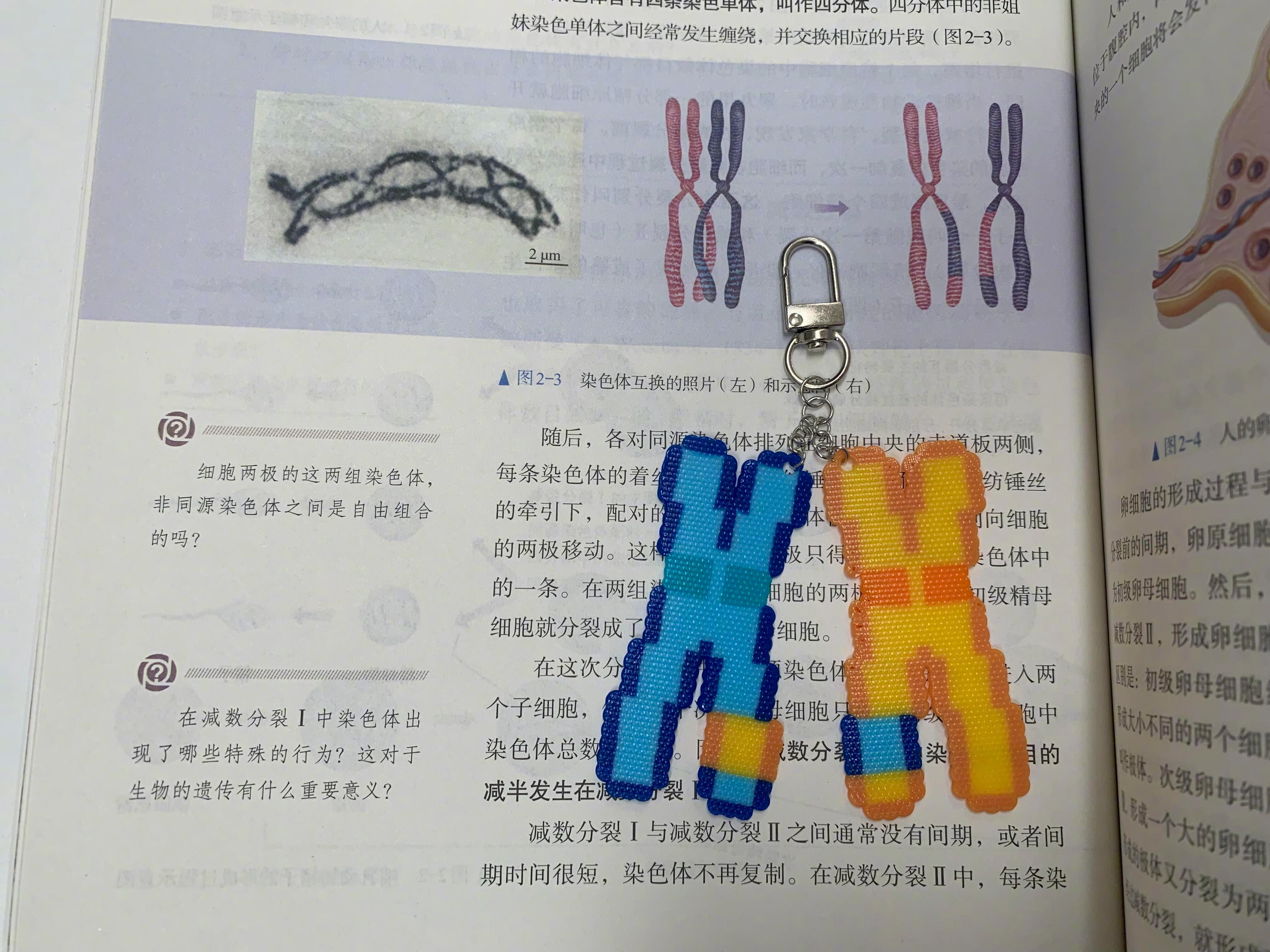 当生物老师入坑拼豆 