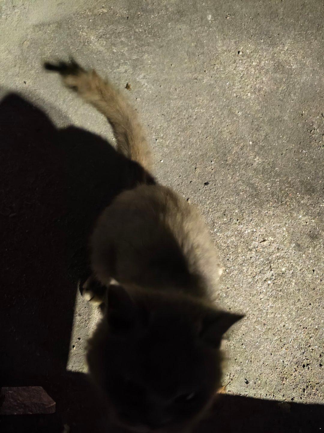 吃烧烤路上遇到个流浪的蓝猫，剃过毛，肚子都饿瘪了，很聪明一直跟着我。买了根肠给它