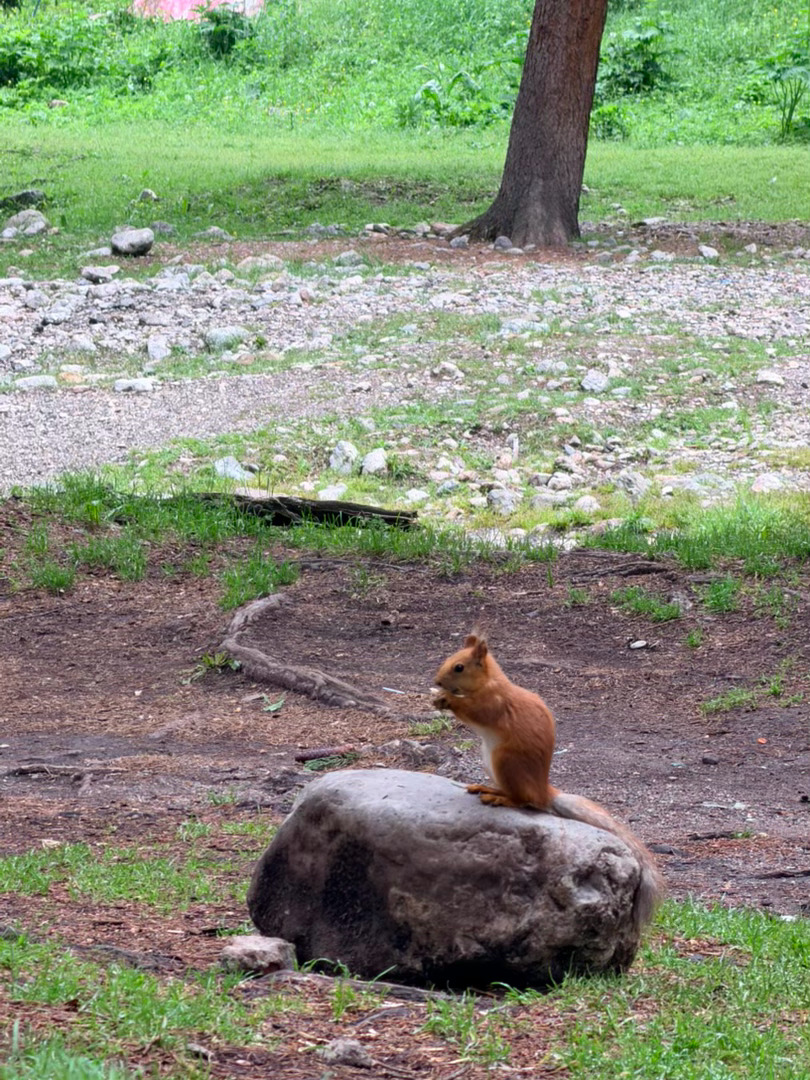🐿🌲🐎新疆的小动物赛里木湖果子沟 伊犁