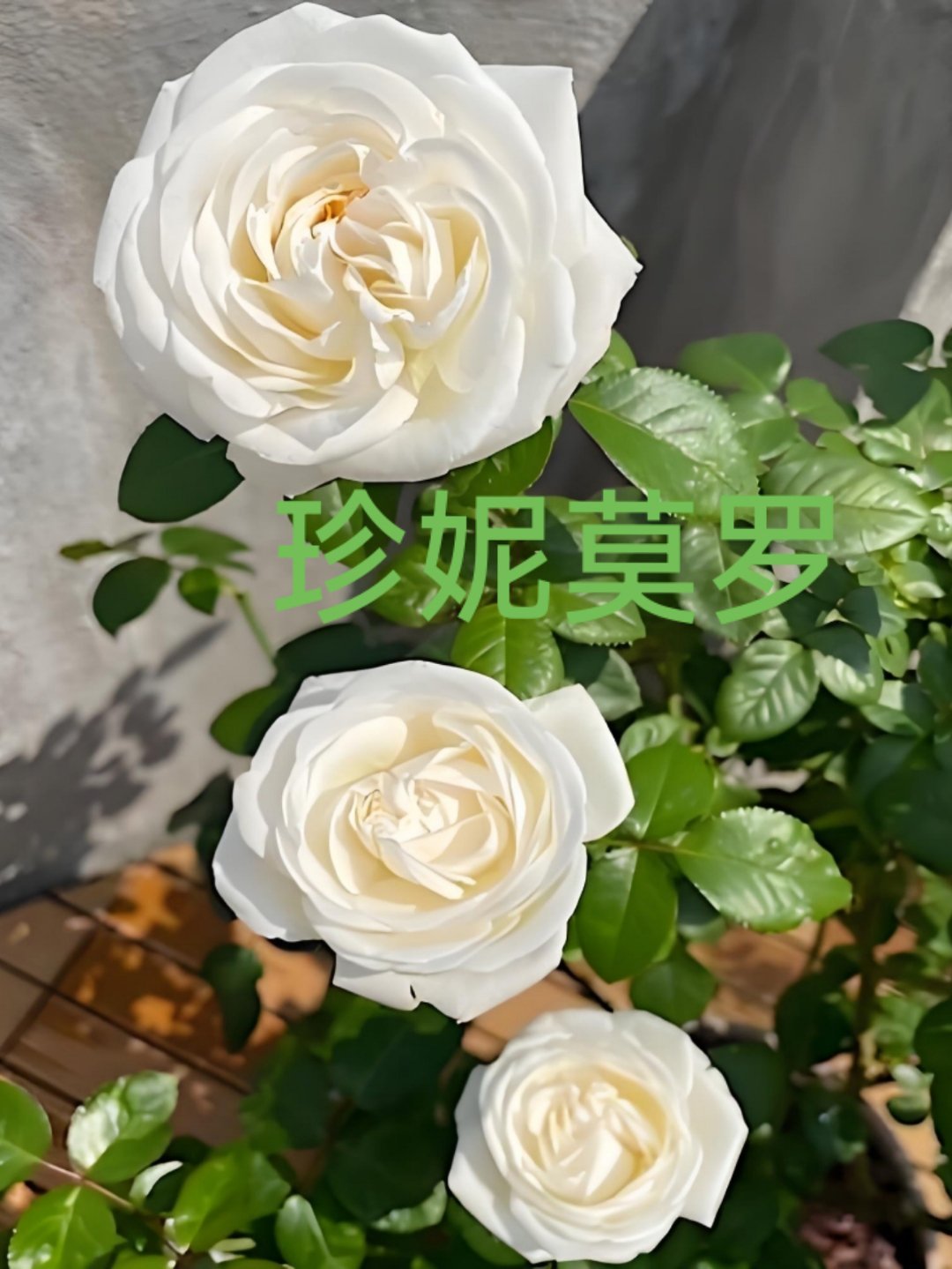 小岛兴田[超话]最近这段时间我种的花，为了答谢一直不离不弃的粉丝，评论区抽一名送