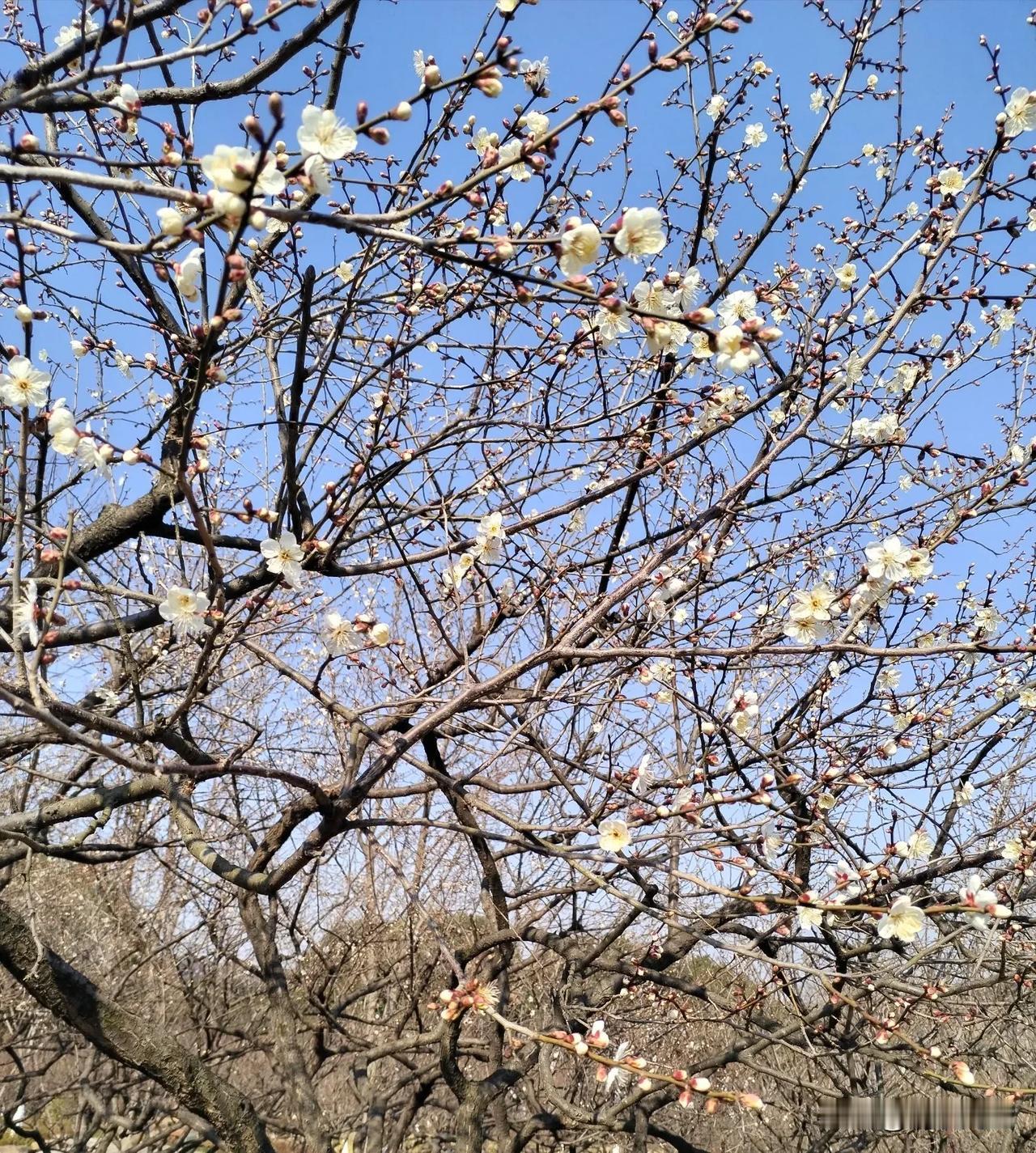 《七律·梅花初绽》
虬枝劲骨向天伸，
玉蕊初开不染尘。
冷艳凝香迎雪舞，
孤芳弄