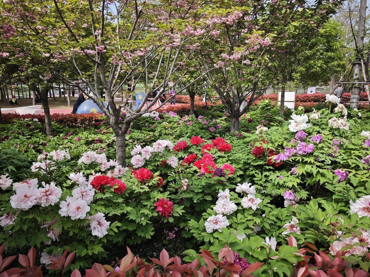 今日赏花，随手拍。西城区的公园也有牡丹，不用跑到洛阳就能看