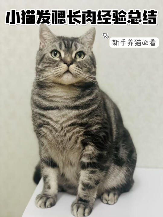 论新手养猫如何拿捏猫咪长胖发腮…