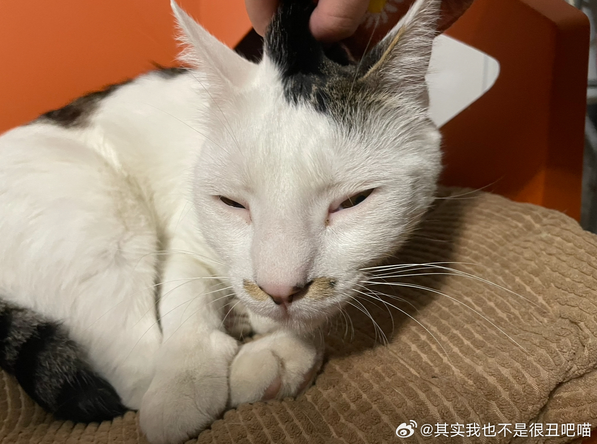 50307【丑猫】怀民亦未寝 