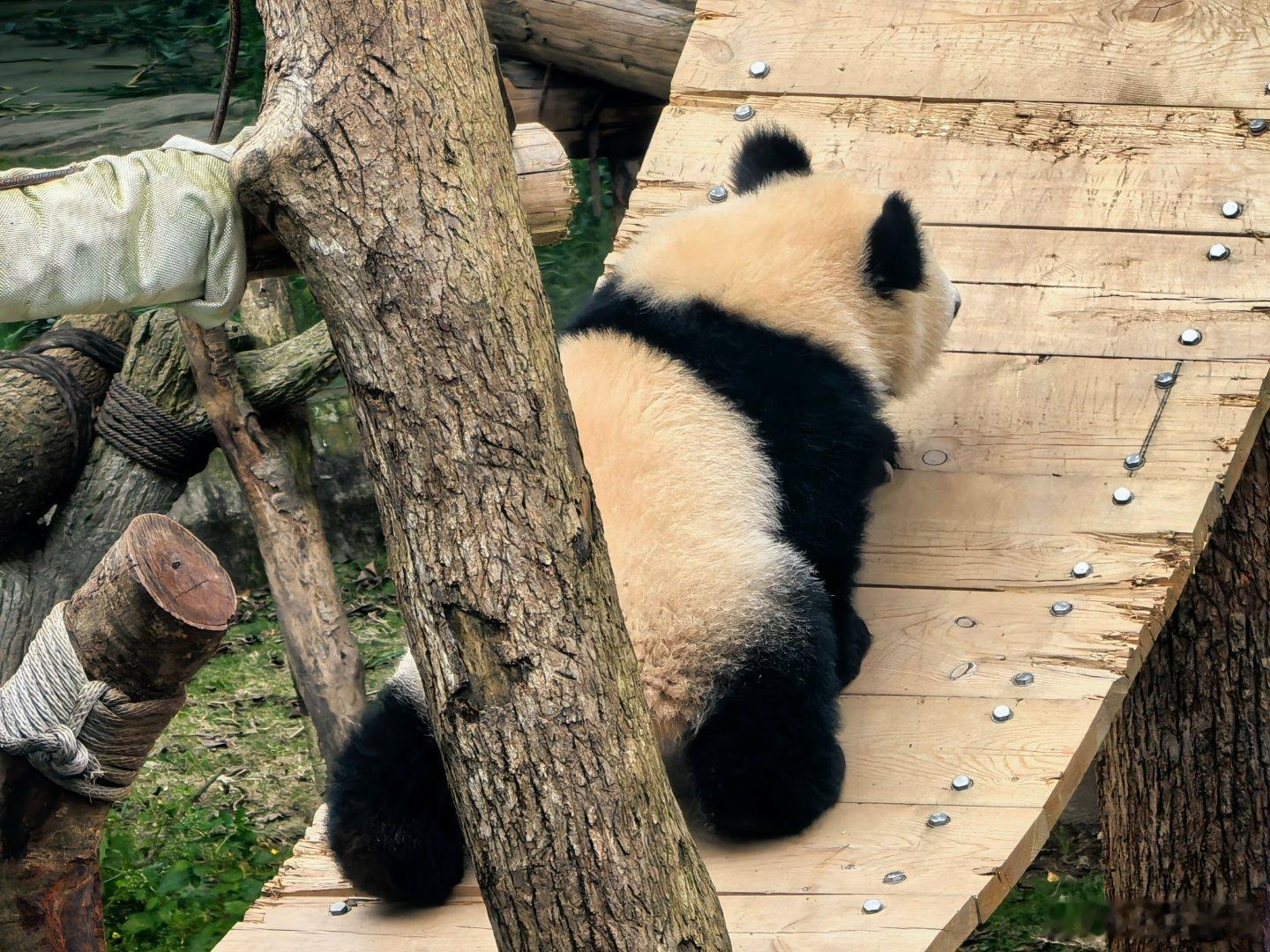 小月亮也起来了，爬爬爬～～不白来，都不白来。 