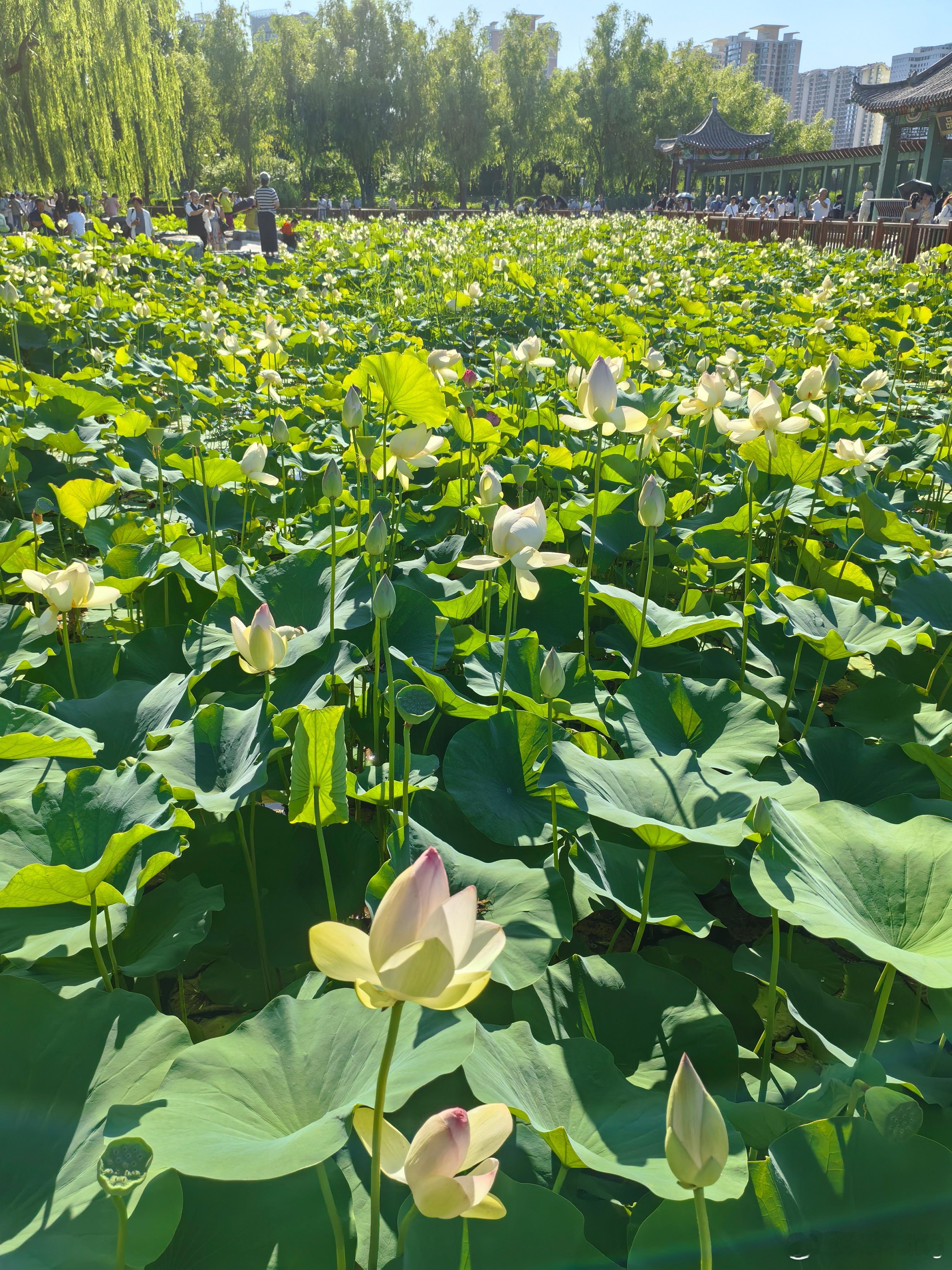 莲花池公园的莲花开了 