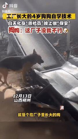 近日，山西朔州，武女士收养了一只狗狗养在厂里，没想到4岁的狗子慢慢长大，它自学技