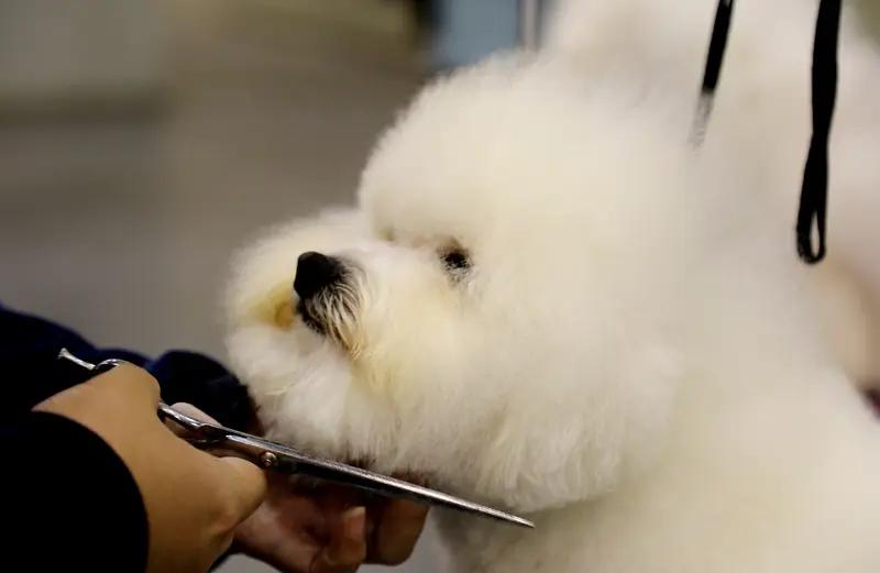 春节将至，杭州多家宠物美容生意火爆，预约美容一位难求，美容价格也水涨船高，有店家