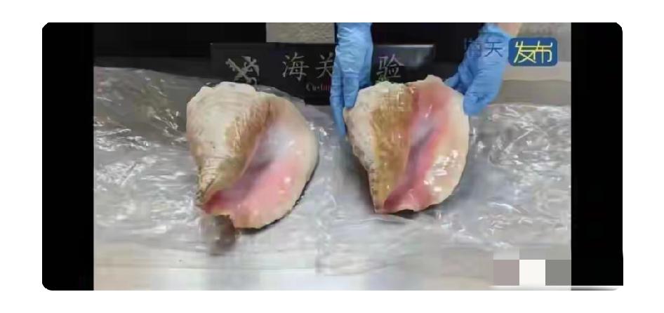 事发上海虹桥机场！海关发现异常，开箱后傻眼了：不予放行

旅客出境携带两只女王凤