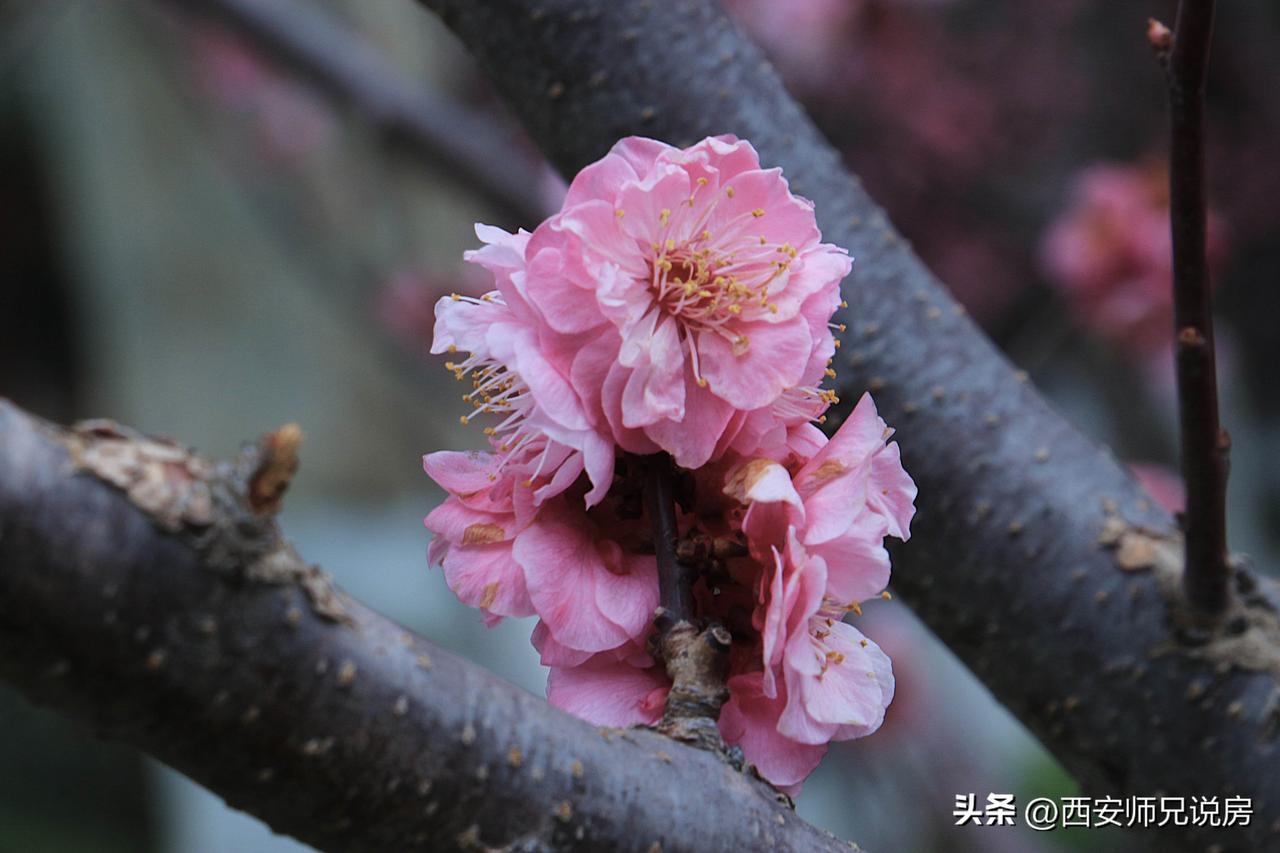 春天桃花盛开，公园里生机昂然，桃红柳绿逐渐出现！桃花美照 桃花游赏