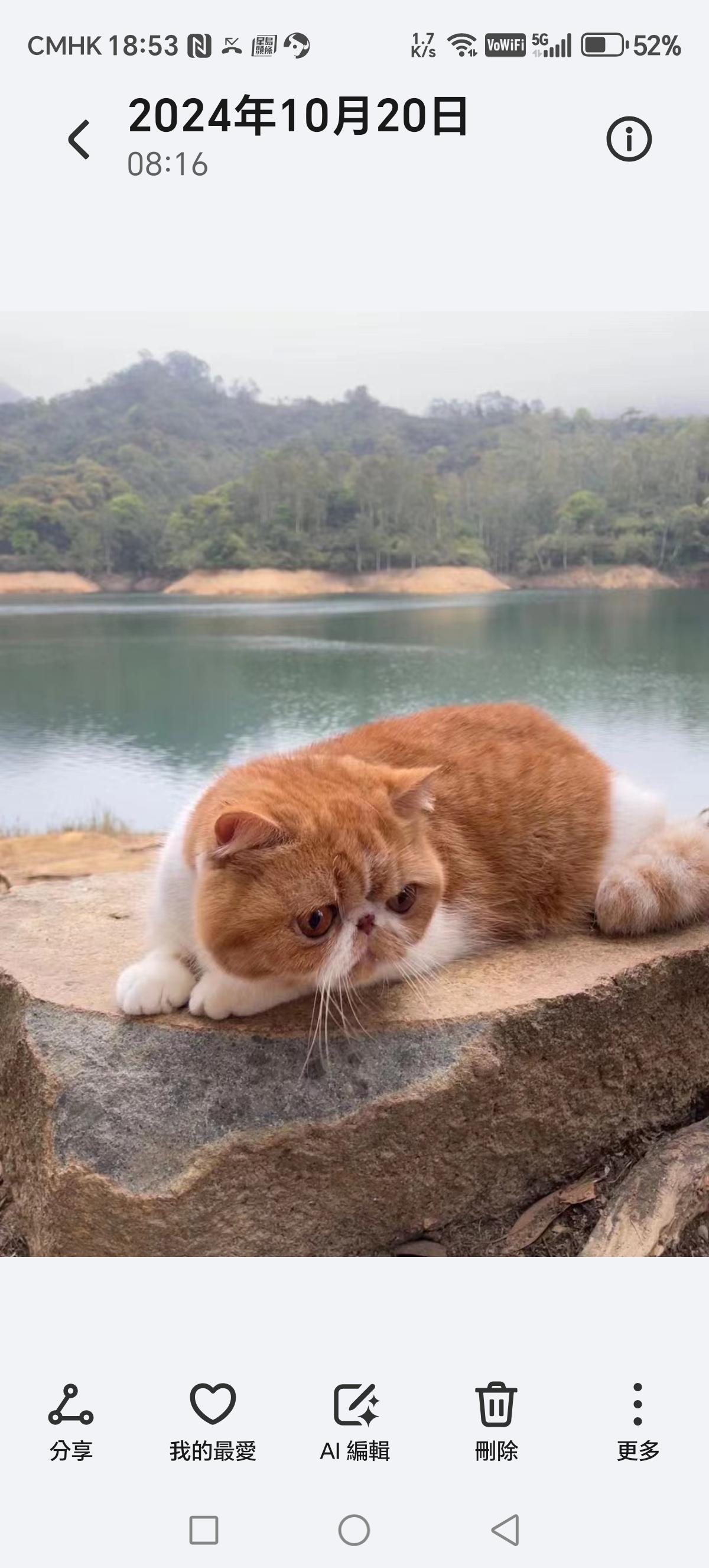 可以分享一张最美湖面的照片吗平静的湖面，猫咪慵懒地趴在边。