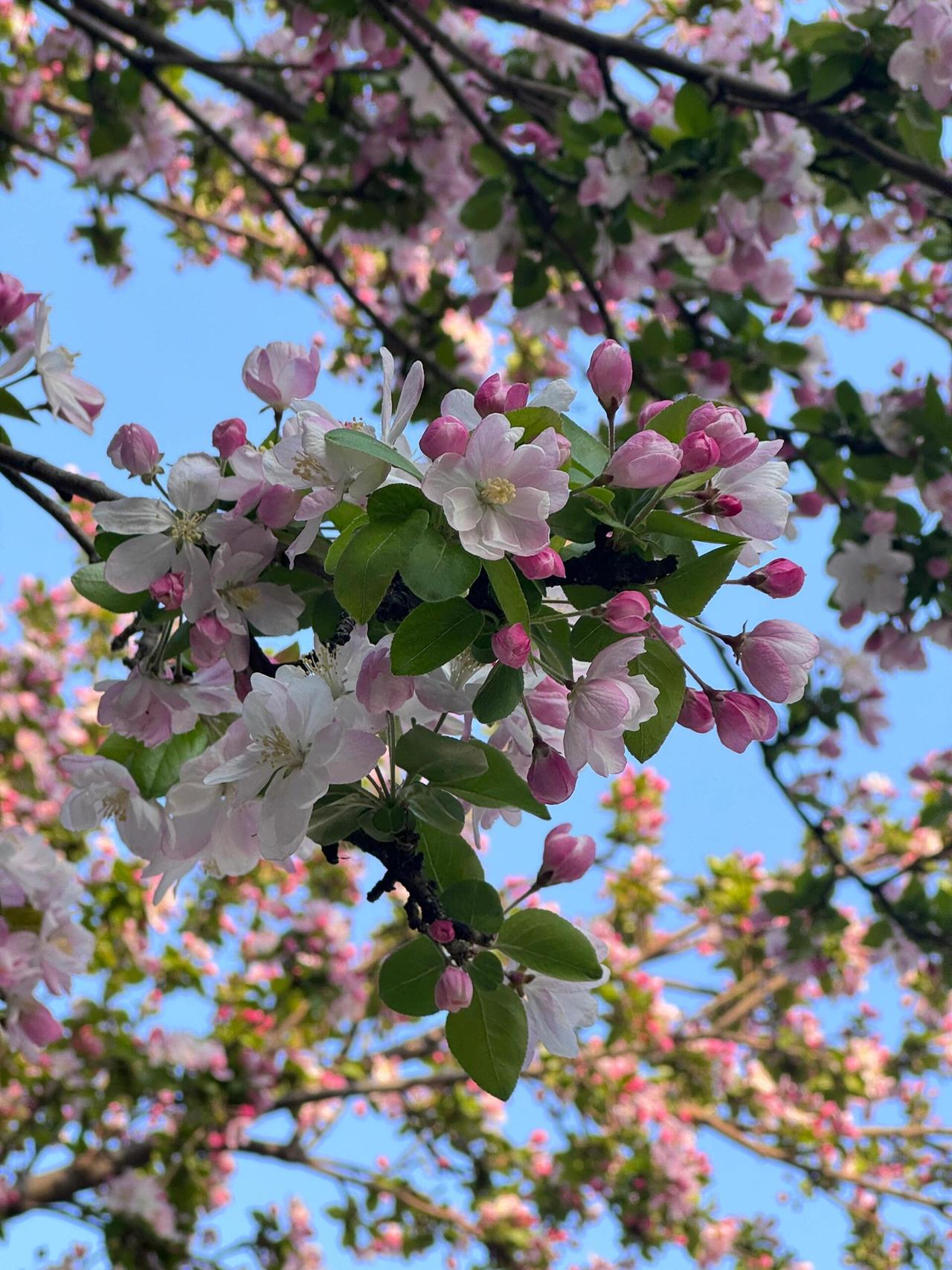 又是一年海棠花盛开。粉白的花瓣层层叠叠，缀满枝头，像晨曦中轻柔的云霞，又像旧信笺