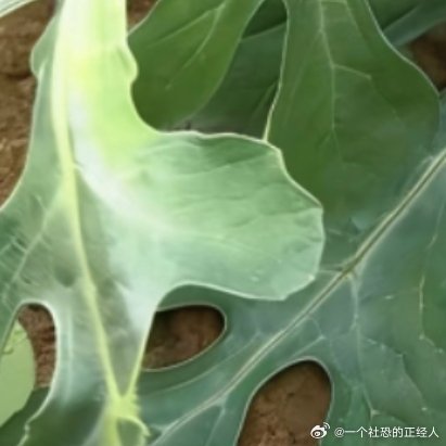 微公益种植🍉西瓜保姆级攻略+避坑指南，夏日实现西瓜自🌱【选种！小空间必看】✅