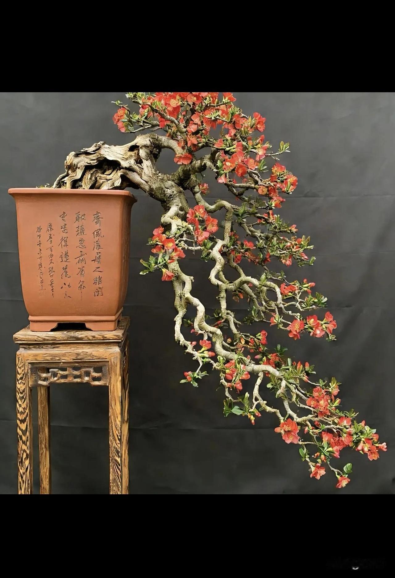 巧夺天工，惟妙惟肖，顶级审美，大师杰作
这盆景绝了[赞][赞][赞]