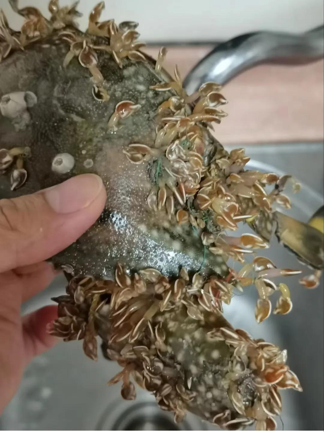 有人知道这只螃蟹是什么情况吗？是不是被日本核污水搞变异了，有点像尖锐湿疣，还能吃