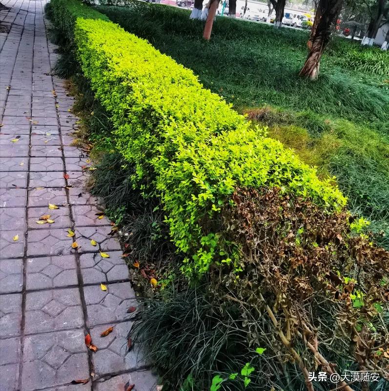 今天天气阴，下着蒙蒙细雨，走在社区的小公园里，悠闲地散着步，看着和自己年龄差不多