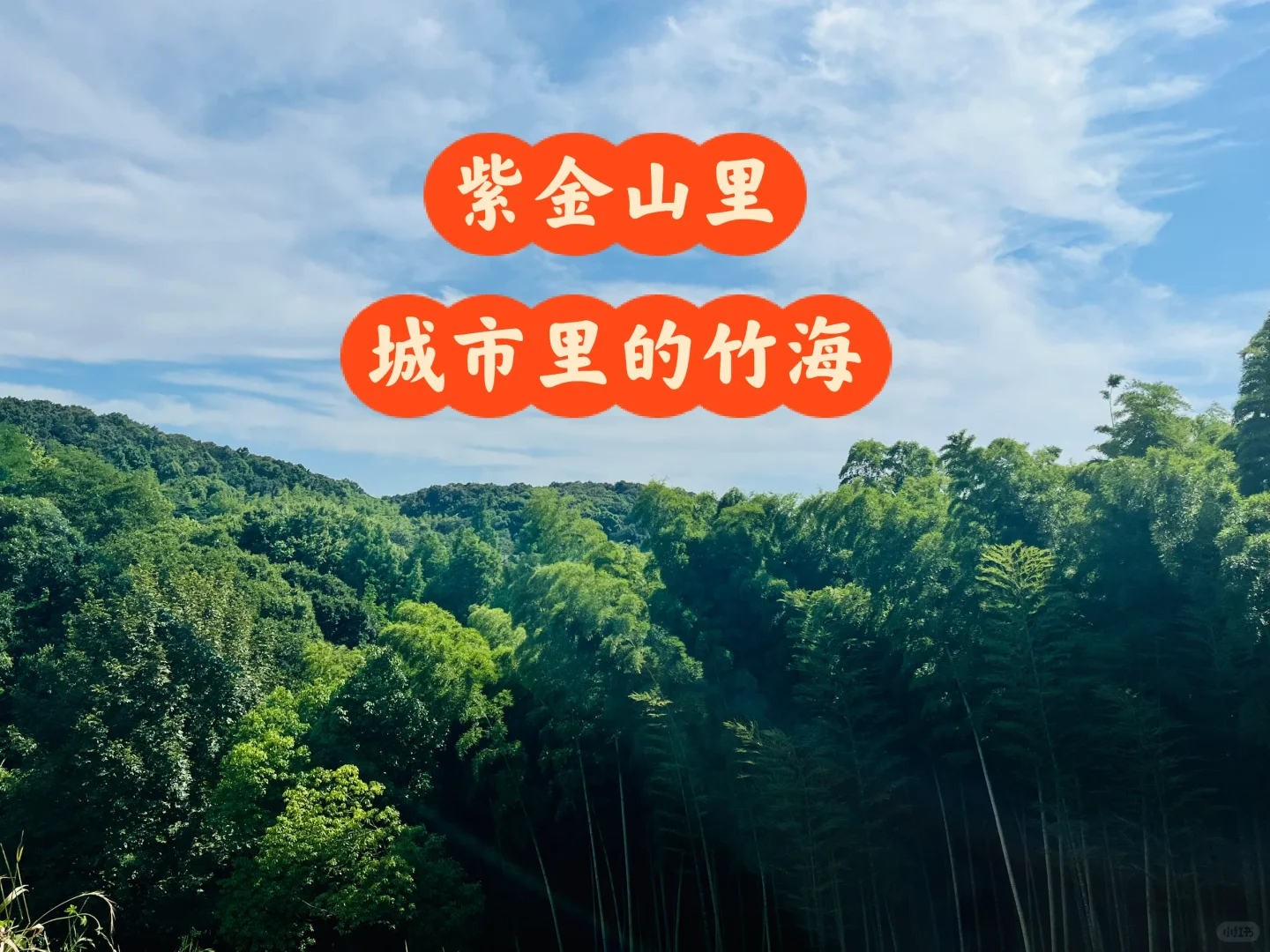 紫金山 | 藏在市区的竹海🎋🎋🎋