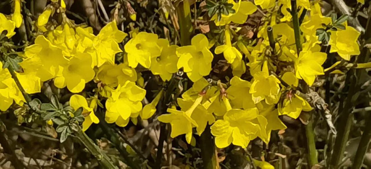 王明生：
邯郸龙湖公园春色。