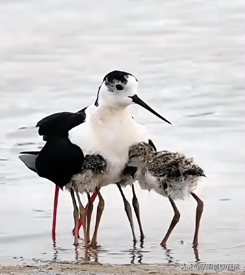黑翅长脚鹬一家三口，在水边嬉戏，萌趣十足！🐦💕
