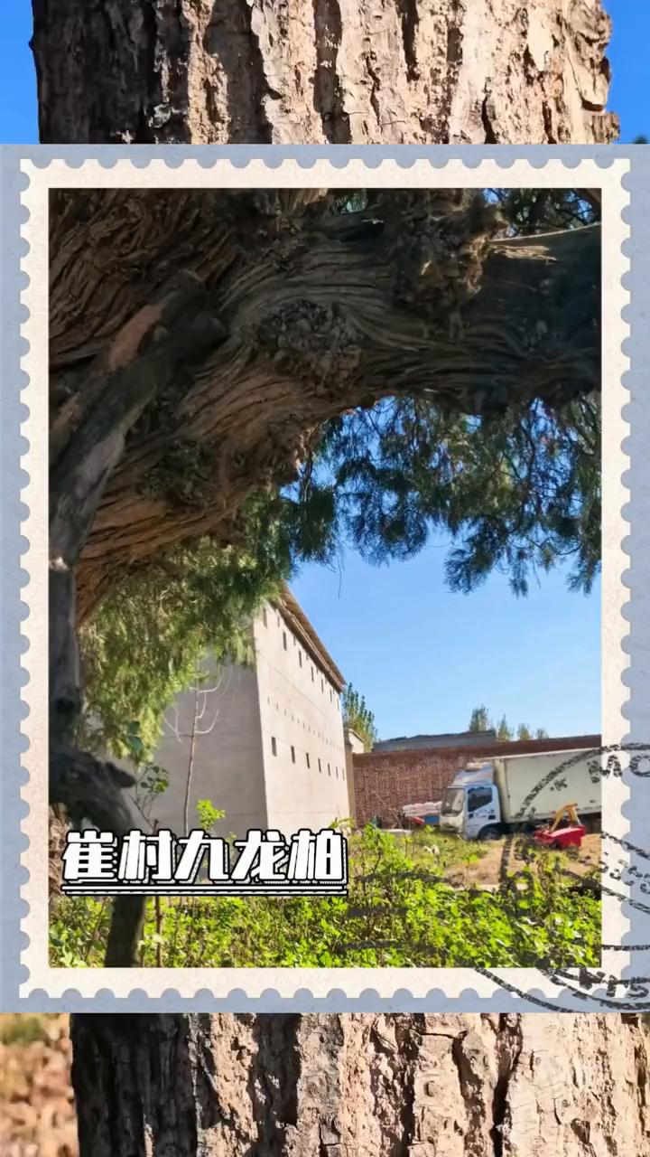 崔村九龙柏。