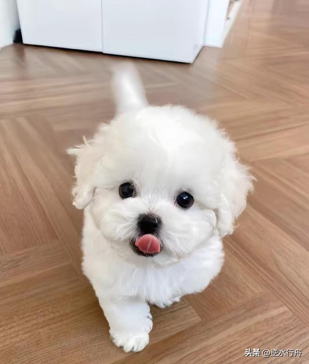 被自己养的狗咬了一口准备把它送去野外放生了。这只小狗一身洁白的毛发看起来呆萌可爱