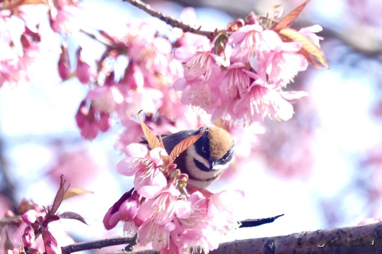 晒晒你镜头下的小鸟冬樱花🌸与大山雀。