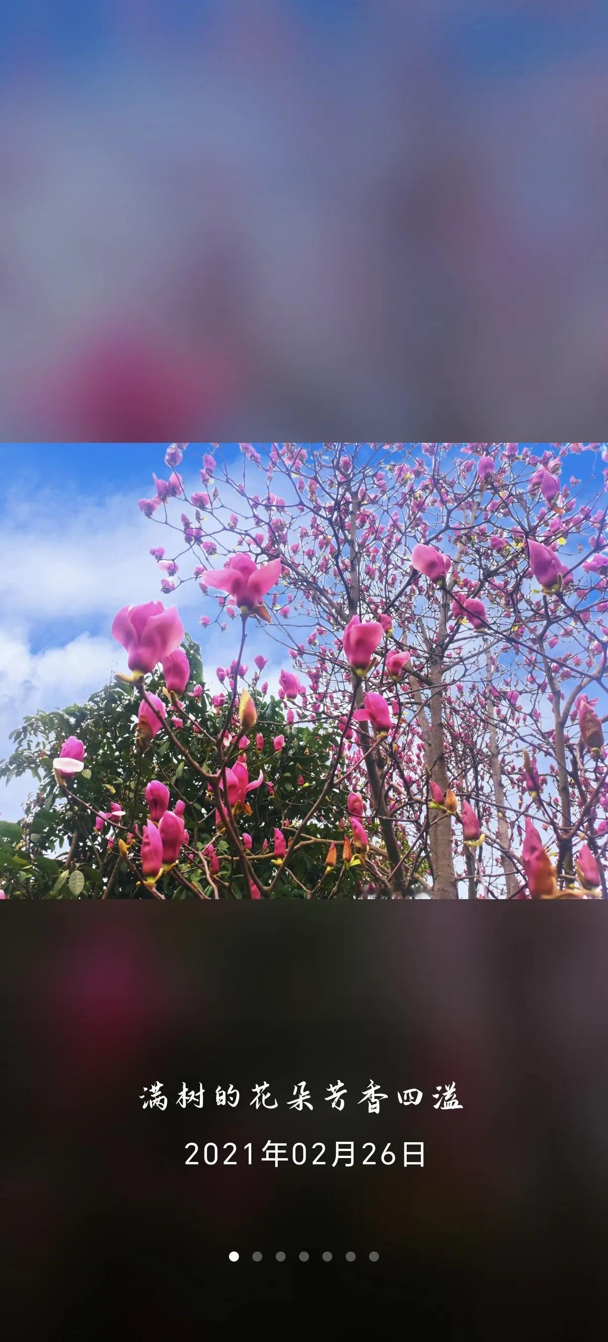 今年花还没睡醒（图二、三），过几天天气好了再去拍照。